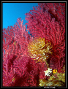 décors de méditerranée... by André Bruchez 